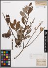 Foto von Salix cinerea L.